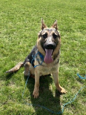 German Shepherd Puppy