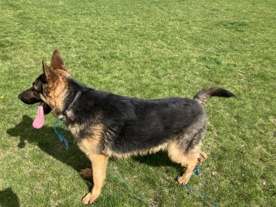 German Shepherd Puppy